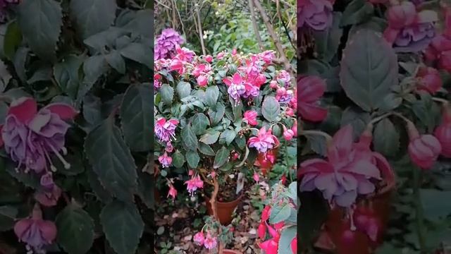 Fuchsie Gillian Althea, Fuchsia, Fuchsie, фуксия гилиан алтеа,