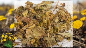 Это растение выведет ночью всю мокроту из ваших лёгких! Какая польза мать-и-мачехи для человека?