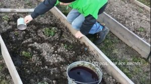 454 Как бороться с долгоносиком и клещом без химии.