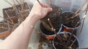 26 апреля 2023г. Пришли новые саженцы метельчатых гортензий. Скайфол, Петит Лантерн, Петит Стар.