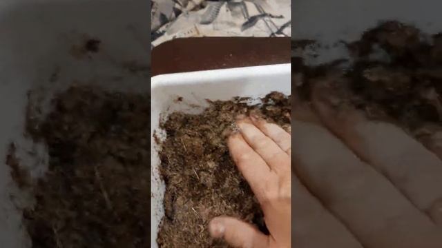 эустома , подготовка грунта для посева семян ??☘ смотреть онлайн