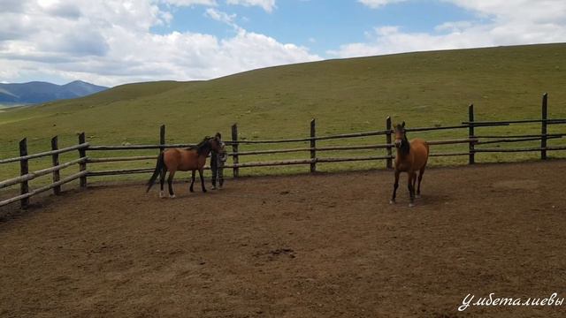 Поимка лошади смотреть онлайн