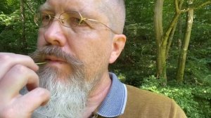 Пробую летнюю сныть. Смузи из сныти. Где искать сныть.