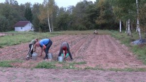 Как закончился эксперимент с прогреванием картофеля перед посадкой Итоги КМ-1 МТЗ Weima WM188F 13л/с