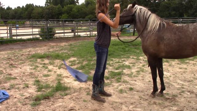 Little Lass (Training pony) смотреть онлайн
