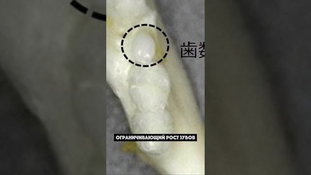 Японские учёные нашли лекарство, которое выращивает новые зубы смотреть онлайн