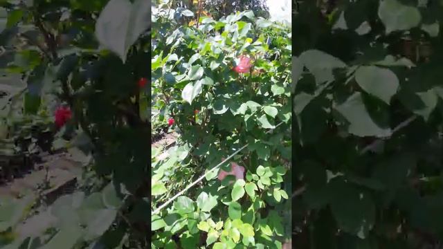 Розы вокруг бассейна на даче 03.06.2019 смотреть онлайн