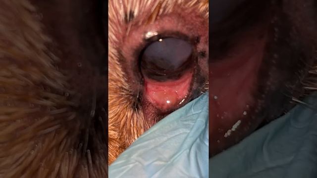 Атрезия нижней слезной точки(неперфорированная слезная точка)собаки кокер спаниель ЛГ. смотреть онлайн