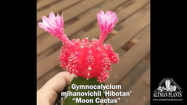 Quick Peek: Gymnocalycium mihanovichii 'Hibotan' "Moon Cactus" Flowering смотреть онлайн