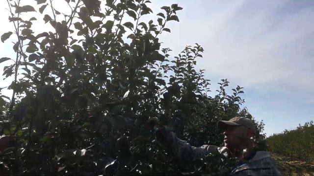 Яблоня ФУДЖИ / Apple FUJI смотреть онлайн