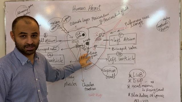 Human Heart | How doest Heart function | SA node vs AV node смотреть онлайн