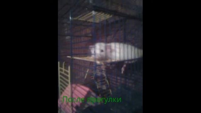 Как гуляет мой крысенок кузя)) смотреть онлайн