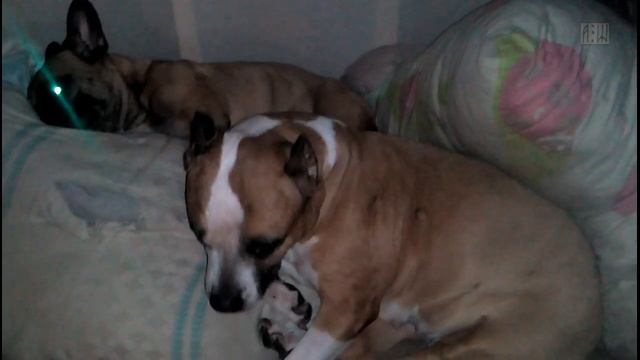 звери спят смотреть онлайн