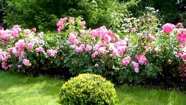 Jardin Riis