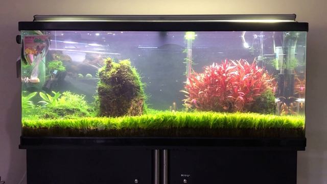 Seguimiento y mantenimiento en acuario plantado semana 07 смотреть онлайн