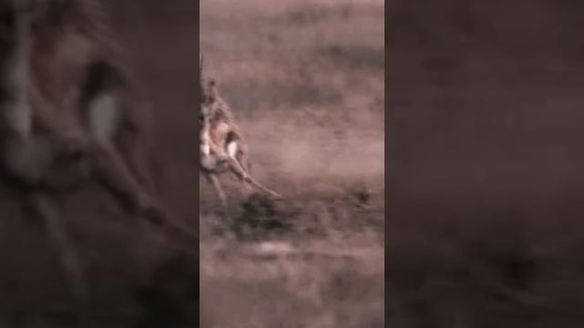 Зоология для Детей