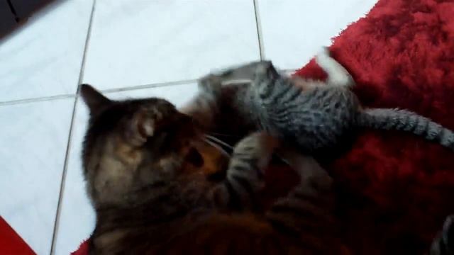 Duży i mały kot - Большие и малые кошки - Large and small cat смотреть онлайн