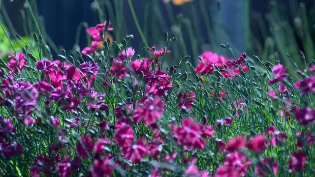 Цветы для настроения смотреть онлайн