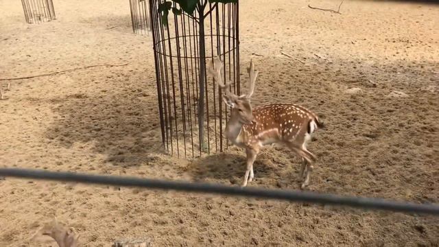 Впервые увидела пятнистых оленей «Бэмби» смотреть онлайн