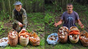Грибов не бывает слишком много... Наш совместный поход с Олегом (@РоговДом) за белыми в новый ельник