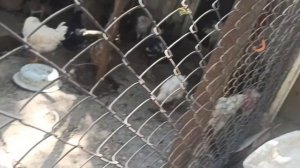 Крысы ночью убили 2,5 месячного цыпленка. Значит сегодня будем травить крыс!