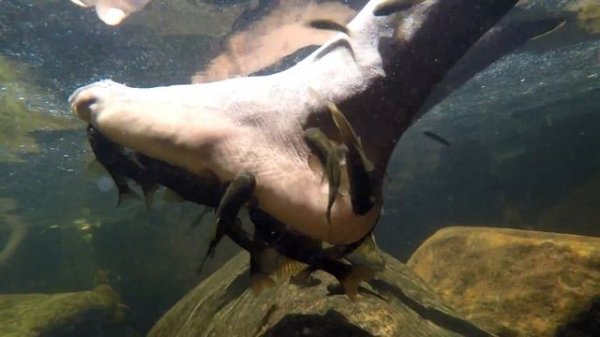 Sinharaja Rainforest - a rich low-land rain forest of Sri Lanka (Part-2)