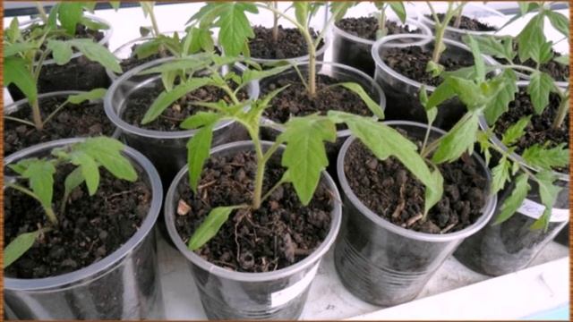 Почему желтеет рассада помидор на подоконнике