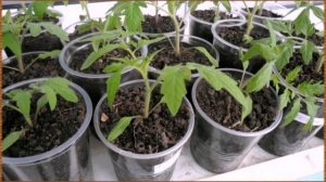 Почему желтеет рассада помидор на подоконнике