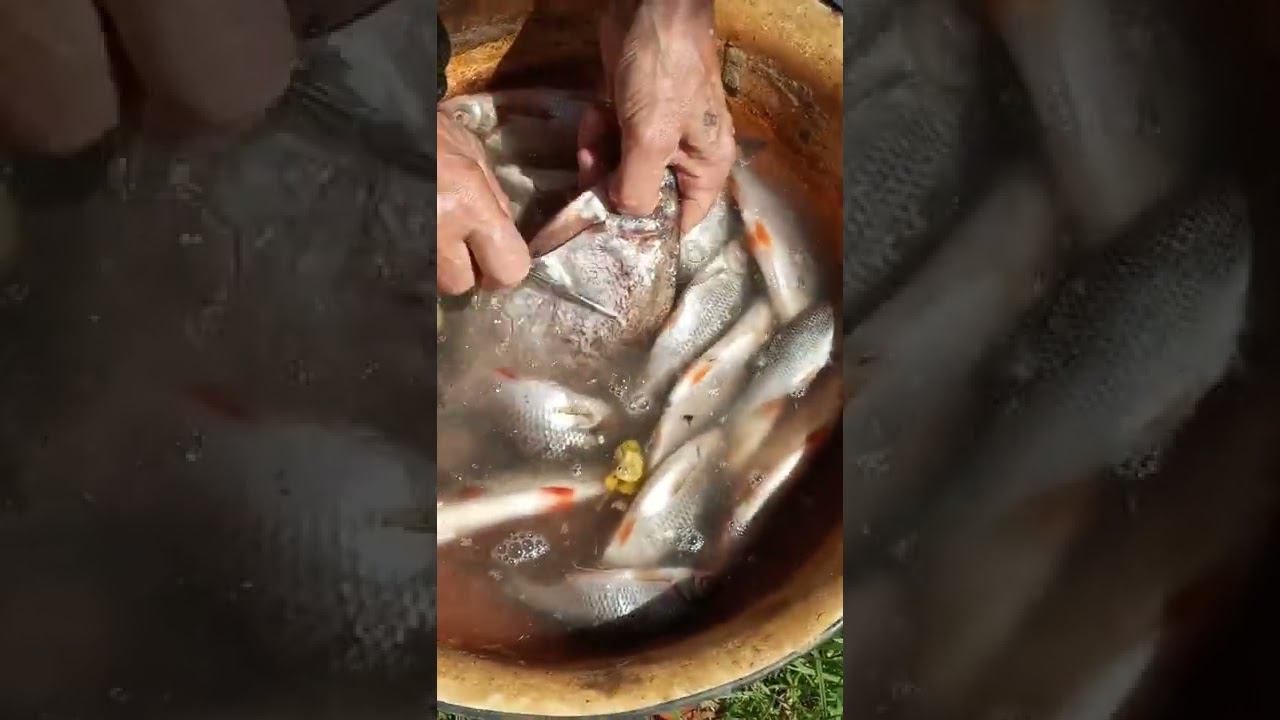 Рыбу очень я люблю, я сам её чищу,сам и ловлю смотреть онлайн