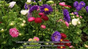 Астры посадка и уход в открытом грунте
