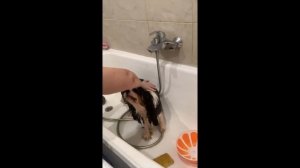 Как мыть Кавалер Кинг Чарльз Спаниеля