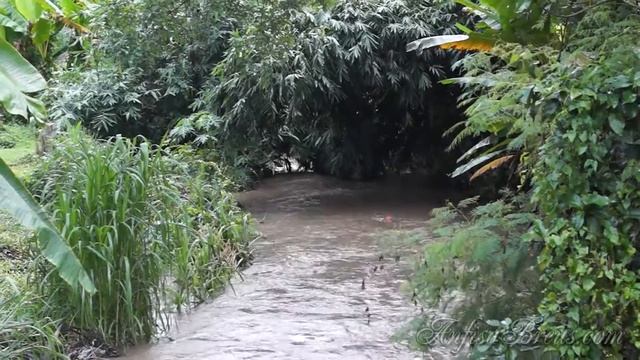 10 месяцев жизни в тайской деревне на севере Таиланда. 02 смотреть онлайн