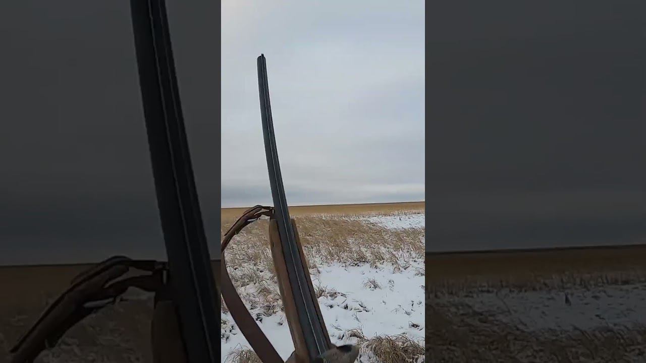 Шикарная охота на зайца по первому снегу #охота #охотаназайца смотреть онлайн