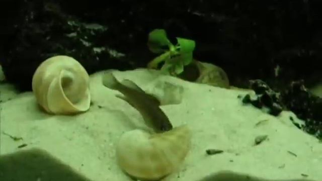 Tanganika - Lamprologus Ornatipinnis Kigoma смотреть онлайн