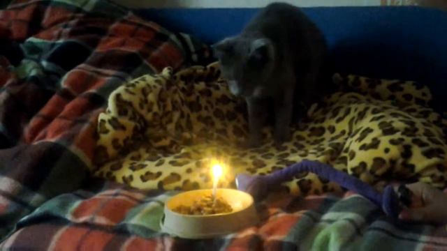Днюха моей кошки , сделала тортик из корма ,:) смотреть онлайн