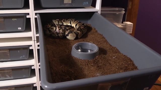 Pro Feeding Tip - getting female ball pythons on food after eggs! смотреть онлайн