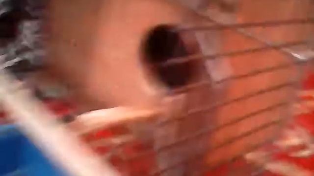 Как разводить волнистых попугайчиков?!)(часть #1) смотреть онлайн