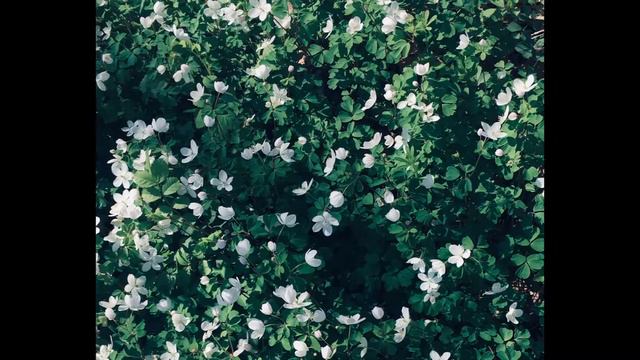 Elliot Walraven (Flower Photography) смотреть онлайн