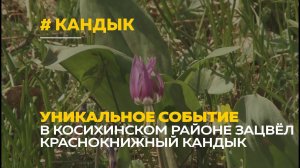 На Алтае зацвёл кандык | В чем уникальность растения?
