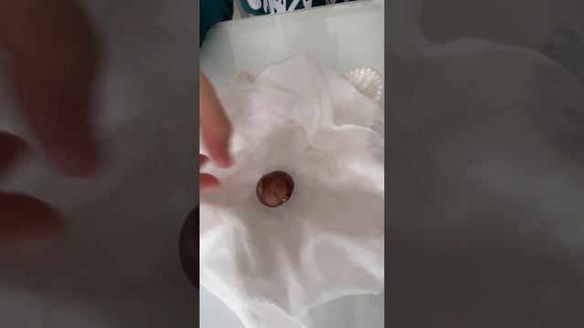 Как прорастить каштан смотреть онлайн