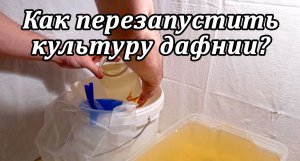 Дафния моина - перезапускаем культуру