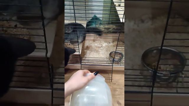 Шиншилла по имени Соня и кот Феликс ☺ #животные #питомцы #шиншилла #кот #игры смотреть онлайн