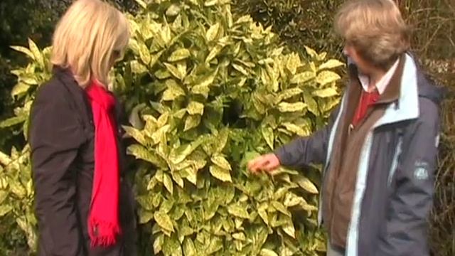 Aucuba japonica Variegata смотреть онлайн