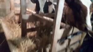 Обработка КРС от вшей ,власоедов,клещей и т.д