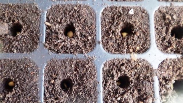 Как посадить семена перца на рассаду смотреть онлайн