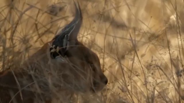 КАРАКАЛ ИНТЕРЕСНЫЕ ФАКТЫ