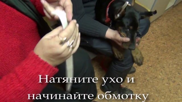 Обмотка ушей. Доберман смотреть онлайн
