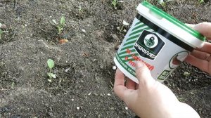 Новое средство от вредных насекомых и слизней!