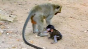 Die Die!!! Baby Daniela need urgently Rescues from Stupid Dee Dee