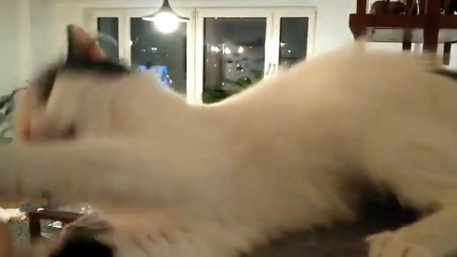 Бегония дома 1 смотреть онлайн